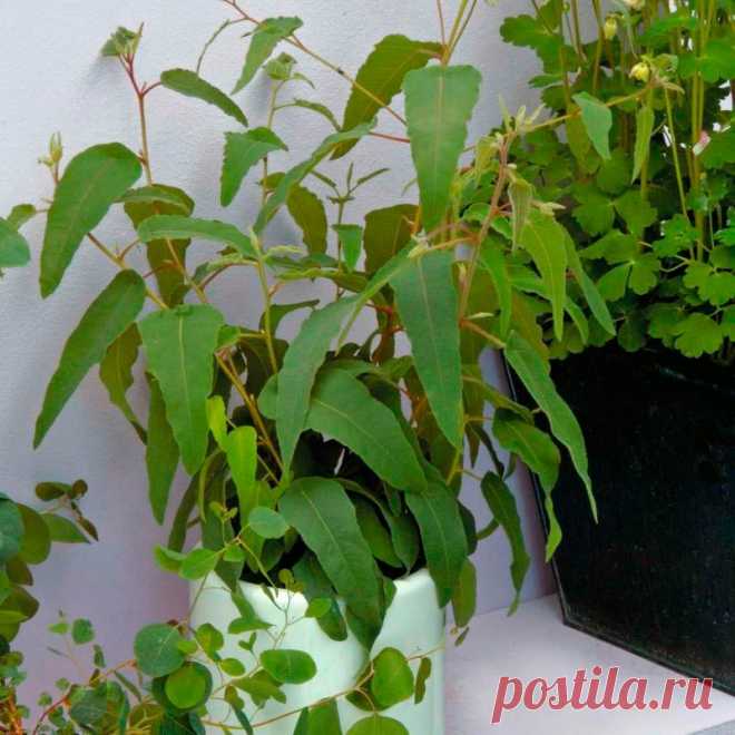 Комнатное растение Эвкалипт (Eucaliptus). Многие эвкалипты - высокие деревья, растущие в Австралии. Между тем, существуют виды эвкалиптов, которые можно выращивать в комнатах и оранжереях как горшечные растения. Условия успеха их содержания в домашних условиях - прохлада и хорошее освещение. Летом горшок с молодым эвкалиптом можно выносить на улицу. Рост кустиков эвкалиптов сдерживают прищипкой и обрезанием. В комнатах выращивают эвкалипт Ганна (E.gunnii) или эвкалипт лимонный (E.citrodora).