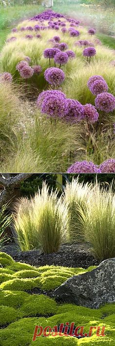 Степной ковыль, простор и воля... Pinterest