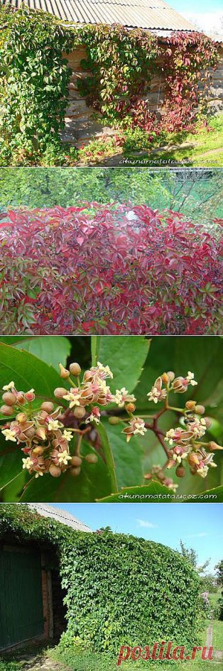 Почему надо иметь девичий виноград в каждом саду Нечерноземья и других регионов страны? - ДЕКОРАТИВНЫЕ ДЕРЕВЬЯ и КУСТАРНИКИ - Журнал &quot;Акуна матата&quot;: вышивка и схемы, сад, рассказы.