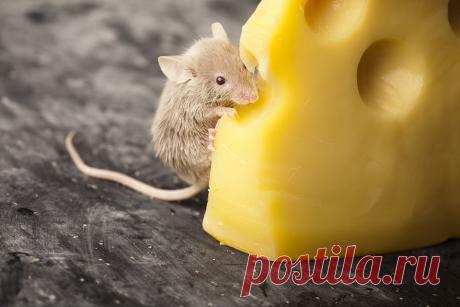 Рецепты приготвления сыров в домашних условиях | Готовим домашний сыр - рецепты