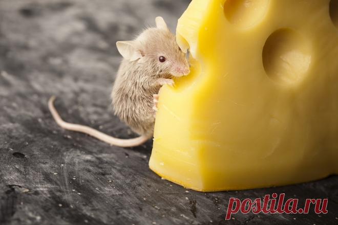 Рецепты приготвления сыров в домашних условиях | Готовим домашний сыр - рецепты