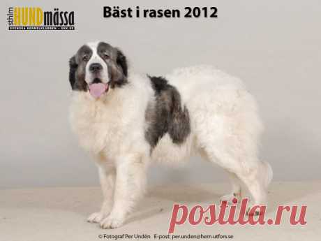 PYRENEISK MASTIFF Domare: PECOULT ALAIN, FRANKRIKE  C.I.B FI UCH LV CH NO UCH NORD UCH NORD V-11 SE UCH WW-11 LAGRAN PERLA DIVINO Ägare: LINDBERG SUSANNE, VÄDDÖ Uppfödare: SUPPOLA SAMUEL, FINLAND