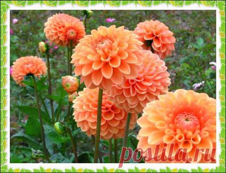 Дневник ZIRINAR