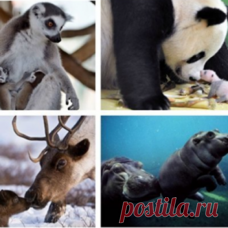 Мамочки и их детки На фотографии с животными можно смотреть бесконечно. Особенно, если рядом с родителями позируют до безумия умилительные детеныши. Доказано, что при рассматривании картинок с животными хотя бы в течение 5 минут каждый день, у нас повышается уровень гормона счастья.