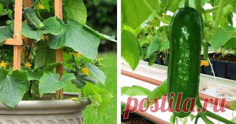 Полезные советы: вертикальный способ выращивания огурцов ...