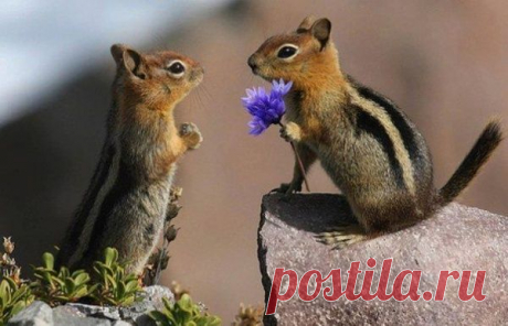 Мимиметр взорвался