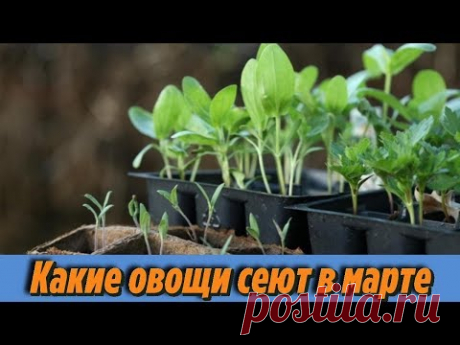 Что посеять в МАРТЕ на рассаду Вот какие ОВОЩИ нужно посеять в марте Оптимальные СРОКИ ПОСЕВА СЕМЯН - YouTube