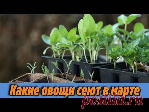 Что посеять в МАРТЕ на рассаду Вот какие ОВОЩИ нужно посеять в марте Оптимальные СРОКИ ПОСЕВА СЕМЯН - YouTube