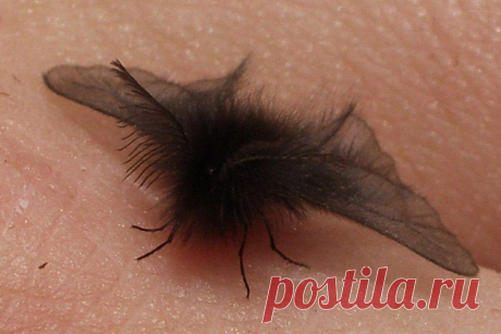 самец мешочницы пушистой
(Ptilocephala plumifera)