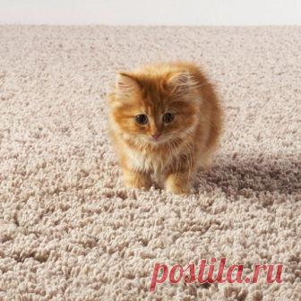 Как почистить ковер от шерсти домашних животных | Все буде добре Как почистить ковер от шерсти животных быстро и простым способом? Самое эффективное средство для чистки ковра от шерсти ищите в материале