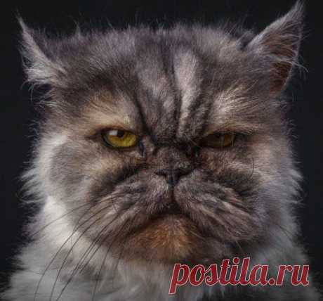 Забавные животные / Питомцы
