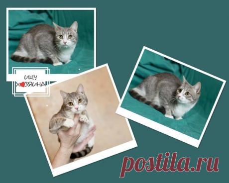 Санкт-Петербург. В дар. Юная Кикажу - кошечка-сиротка - Животные ищут дом - Группы Мой Мир