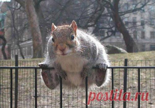 Толстые белочки (10 фото)