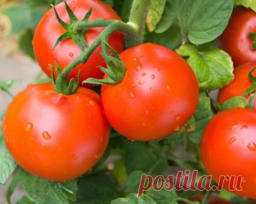 6 самых живучих и урожайных сортов томатов, которые я советую — Ботаничка