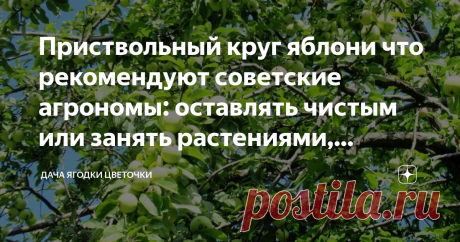 Приствольный круг яблони что рекомендуют советские агрономы: оставлять чистым или занять растениями, прочитала в книге 1992 г фото автора
Сейчас в интернете много статей на тему, что посадить из растений в приствольном круге яблони. Я и сама последние годы увлеклась посадкой бархатцев по краю приствольного круга. Бархатцы полезны тем, что своими фитонцидами отпугивают вредителей сада.
Под плодовыми деревьями у меня всегда растет чистотел, который я активно использую и от т...