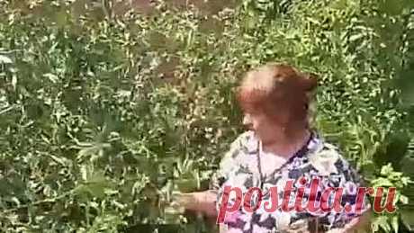 Кадышева.