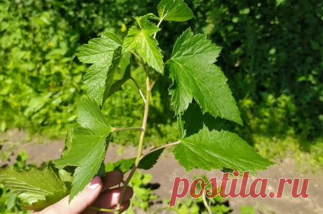 Как размножаю смородину в июне зеленым черенками. Мой легкий способ | Дачные секреты от Виктории Радзевской | Яндекс Дзен