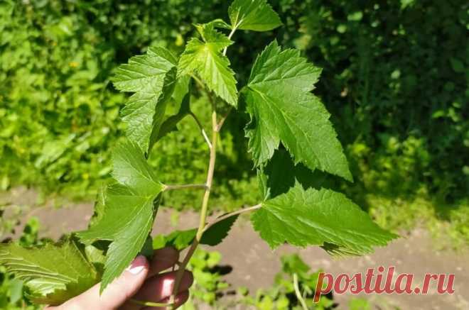 Как размножаю смородину в июне зеленым черенками. Мой легкий способ | Дачные секреты от Виктории Радзевской | Яндекс Дзен