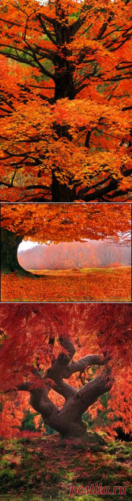 Осень, Осень and Оранжевый on Pinterest