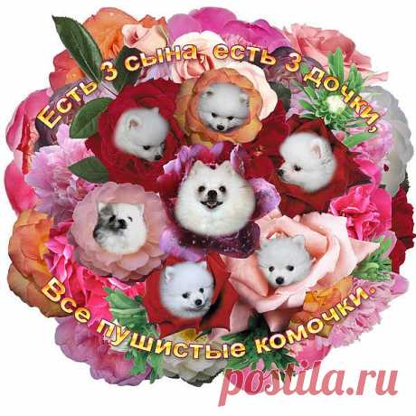цветы жизни