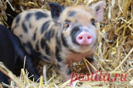 Мини-пиги