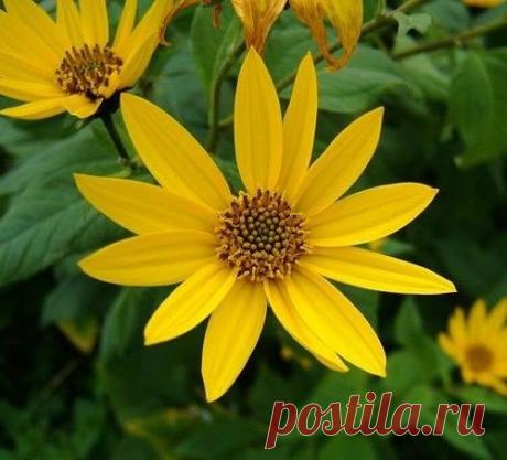 Лечебные свойства топинамбура.