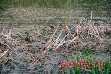 A pond with a lot of weeds and grass in spring Стоковое фото, фотограф Ilaronsia / Фотобанк Лори
