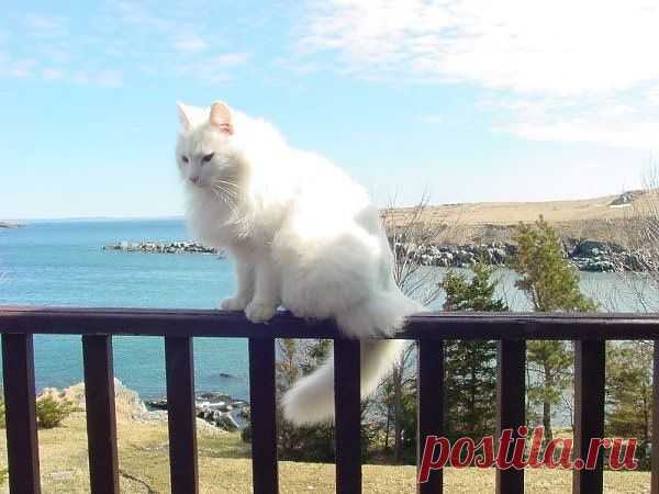 Белый кот на берегу моря - Фотографии Котов и Кошек
