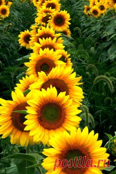 5oE3ZovPqBM.jpg (403×604)