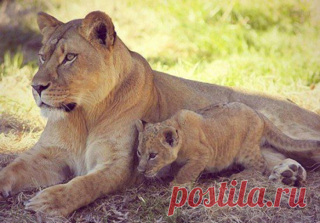 Львица с детенышем.