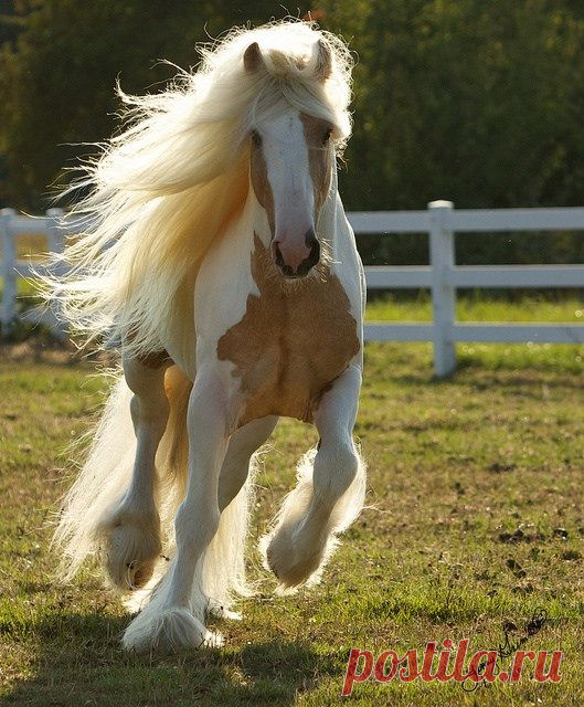 beautiful horse | Flickr - Photo Sharing!