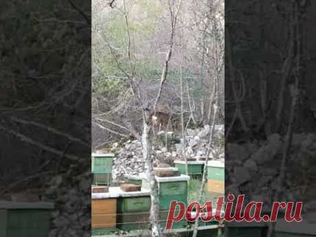 #косуля пасется у дома #дикиезвери #лес #хорватия