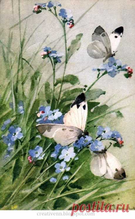 (723) Butterfiles Catherine Klein. Бабочки. Старинные иллюстрации.: ♥ Creative NN. Блог Альбины Рассеиной. ♥ | Fleurs