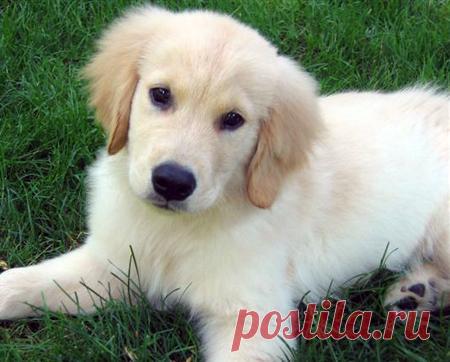 Cute&Cool Pets 4U: Галерея изображений белого золотистого ретривера