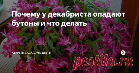 Почему у декабриста опадают бутоны и что делать Мое сердце декабрист или зигокактус покорил своим ярким обильным цветением среди зимы. Его яркие многоярусные цветочки однозначно поднимают настроение, когда за окном холодная мрачная пора.
Но однажды, когда я почти дождалась раскрытия бутонов в декабре, они, к моему большому огорчению, опали почти все. Я конечно расстроилась, но потом, поинтересовавшись мнением опытных цветоводов, поняла причину