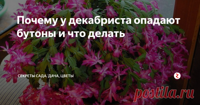 Почему у декабриста опадают бутоны и что делать Мое сердце декабрист или зигокактус покорил своим ярким обильным цветением среди зимы. Его яркие многоярусные цветочки однозначно поднимают настроение, когда за окном холодная мрачная пора.
Но однажды, когда я почти дождалась раскрытия бутонов в декабре, они, к моему большому огорчению, опали почти все. Я конечно расстроилась, но потом, поинтересовавшись мнением опытных цветоводов, поняла причину