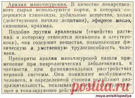 Аралия маньчжурская