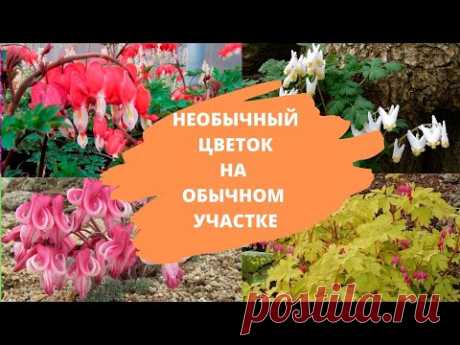 Необычный цветок на обычном участке. Дицентра – многолетник для сада. Виды и сорта