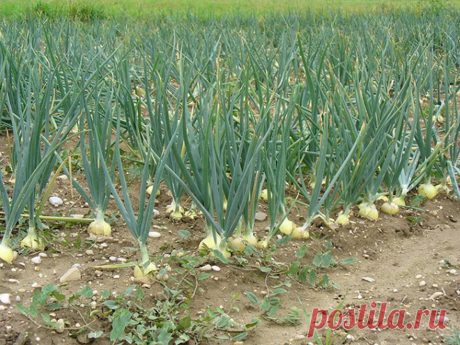 Нашатырный спирт дома и на даче