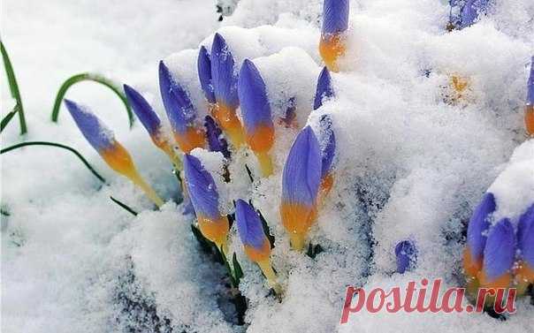 Цветы на стену - Группы Мой Мир