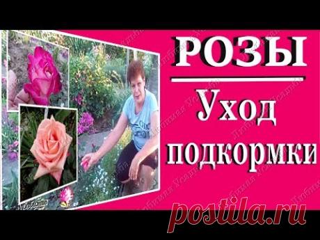 Чем подкормить розы для пышного цветения