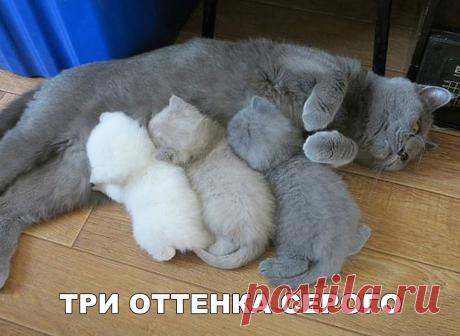 Забавные фотографии и смешные картинки с надписями со смыслом