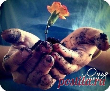 Один маленький мальчик, когда его спросили, что такое прощение, дал чудесный ответ: Это аромат, который дарит цветок, когда его топчут.О чём мечтаю я...? Мечтаю просто жить... Дышать, любить и знать, что я любима! И каждое мгновение ценить... Поскольку наша жизнь неповторима!