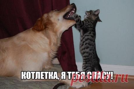 Котлетка, я спасу тебя! | Позитив