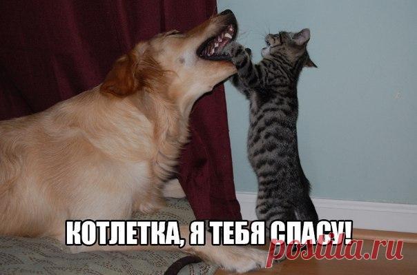 Котлетка, я спасу тебя! | Позитив