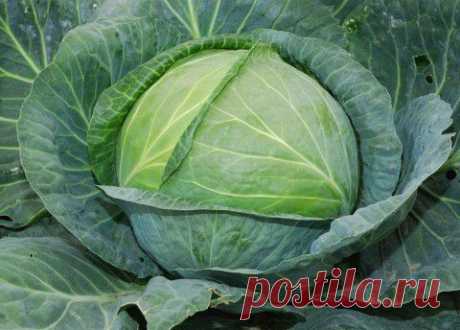 Вилок капусты срезали, а стебель оставьте | ЖЕНСКИЙ МИР