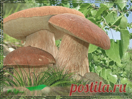 s-18742.gif (600×450)