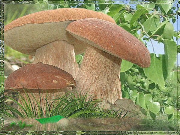 s-18742.gif (600×450)