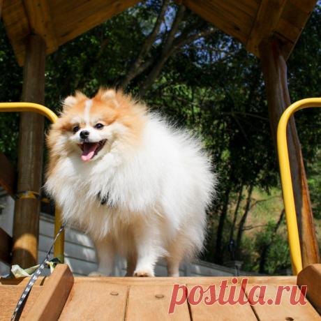 O Que Se Passa na Cabeça de um Cachorro?