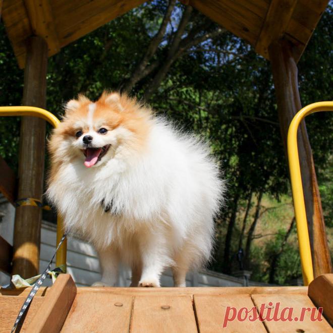 O Que Se Passa na Cabeça de um Cachorro?